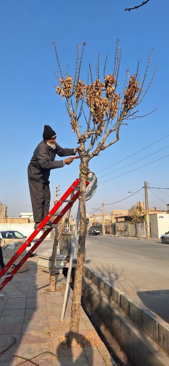  سرپرست شهرداری فرون آباد: عملیات هرس اهمیت زیادی در گسترش و رشد بهتر تاج درختان دارد