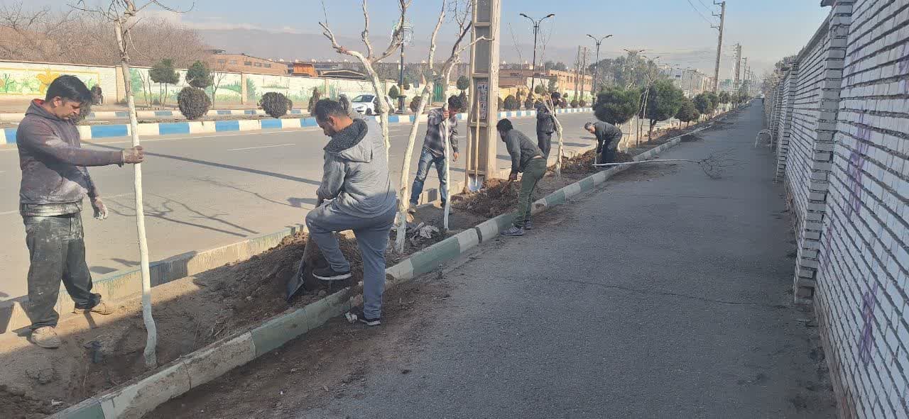  درختان در مسیر ساخت و توسعه شهری فرون آباد جابجا می شود