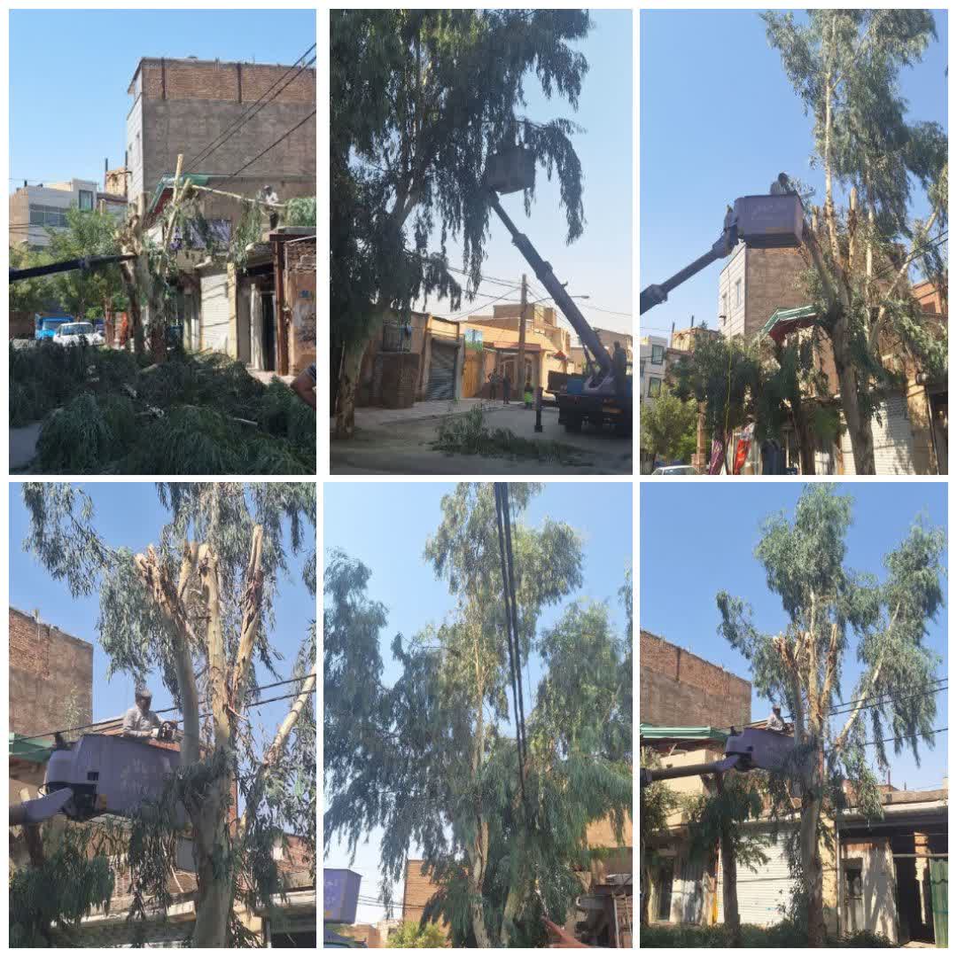  ه‌ منظور جلوگیری از قطعی برق؛ شاخه های درختان در حریم شبکه برق هرس شد