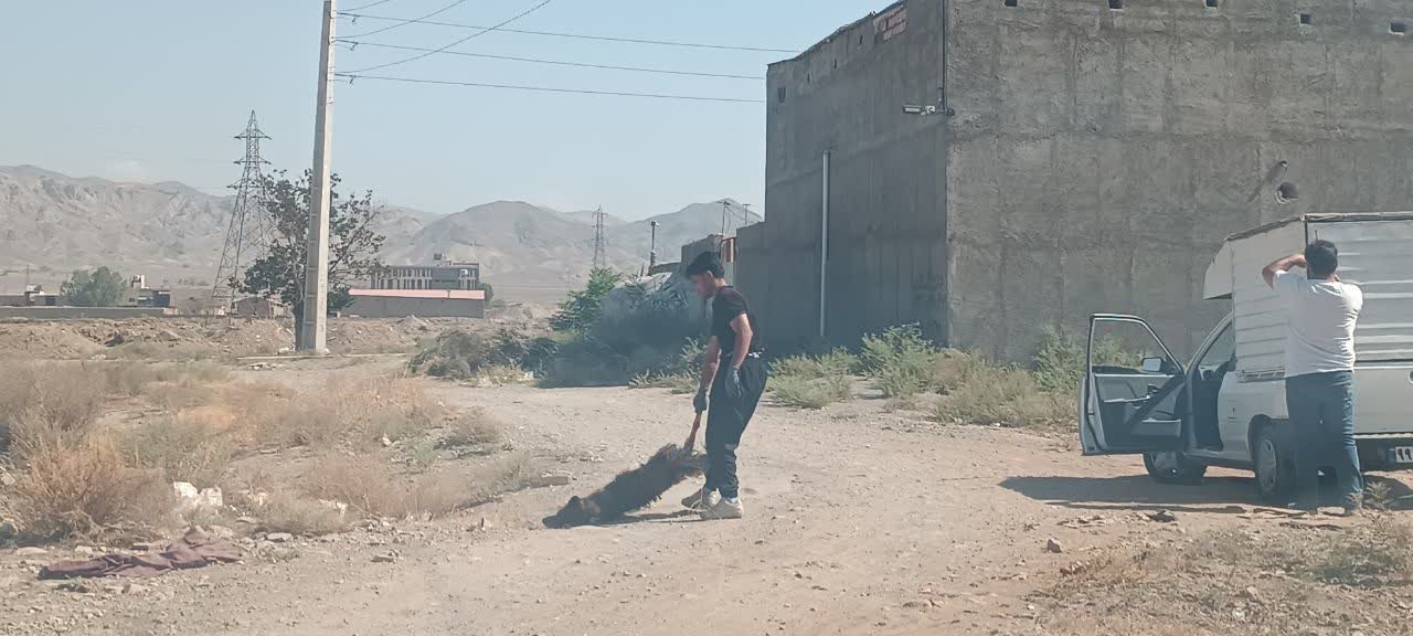 هفتمین مرحله از طرح جمع آوری سگ های ولگرد در شهر فرون آباد اجرا شد
