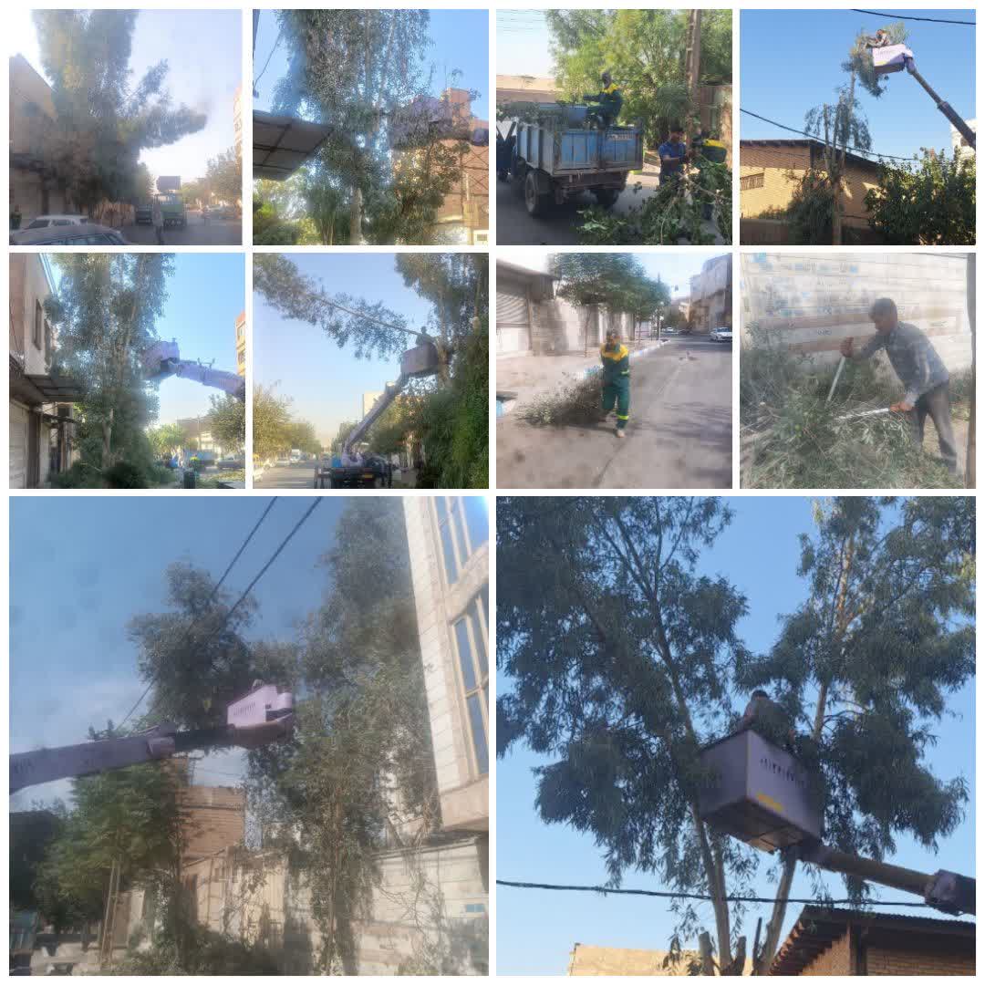 شهردار خبر داد؛ آغاز هرس و بازپیرایی پاییزه درختان سطح شهر فرون آباد
