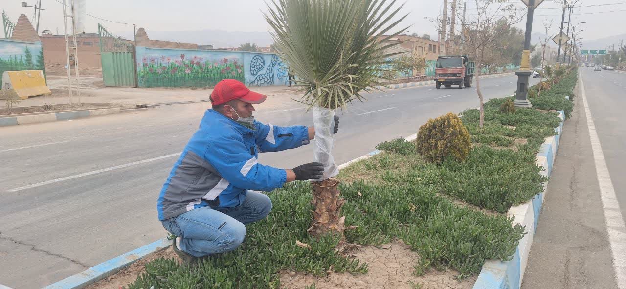  آغاز اجرای طرح پوشش پلاستیکی برای محافظت از درختان پالم شهر فرون آباد