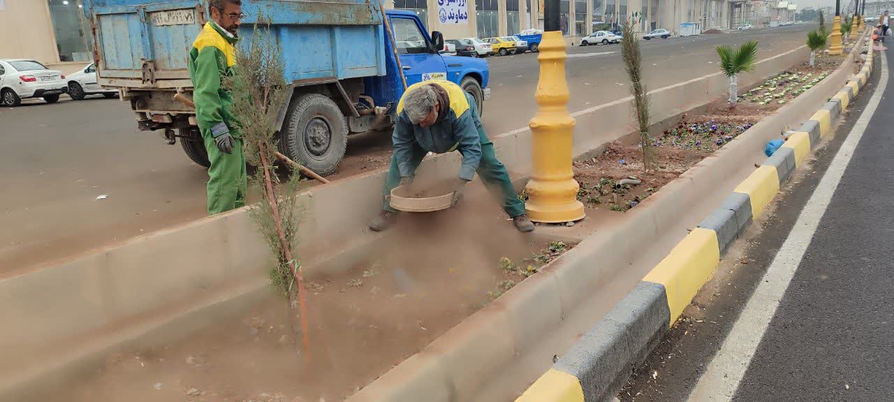  آغاز اجرای طرح پوشش پلاستیکی برای محافظت از درختان پالم شهر فرون آباد